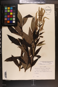 Veronicastrum virginicum image