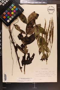 Veronicastrum virginicum image