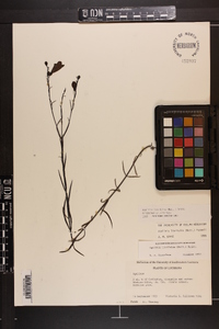 Agalinis linifolia image