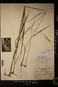 Panicum virgatum var. virgatum image