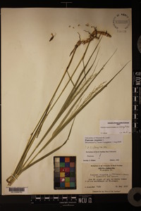 Panicum virgatum var. virgatum image