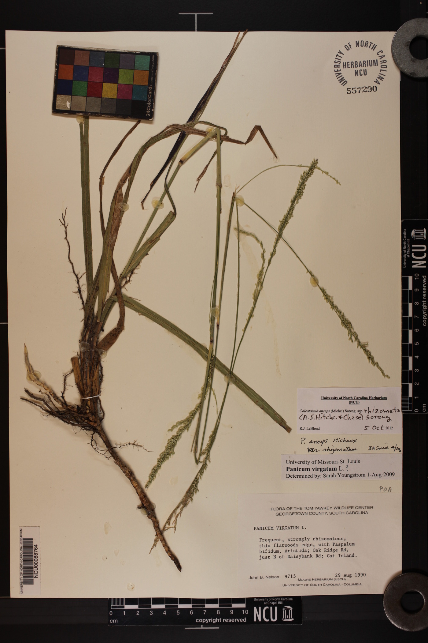 Coleataenia anceps subsp. rhizomata image