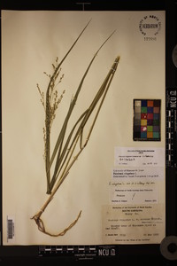 Panicum virgatum var. virgatum image