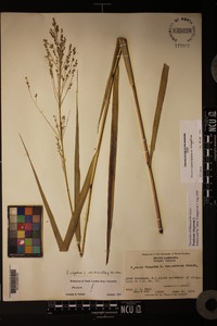 Panicum virgatum var. virgatum image