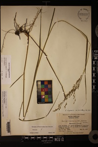 Panicum virgatum var. virgatum image