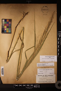 Panicum virgatum var. virgatum image