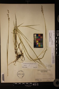 Panicum virgatum var. virgatum image