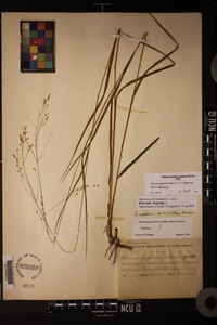 Panicum virgatum var. virgatum image