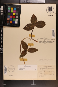 Trillium lancifolium image
