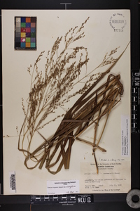 Panicum virgatum var. virgatum image