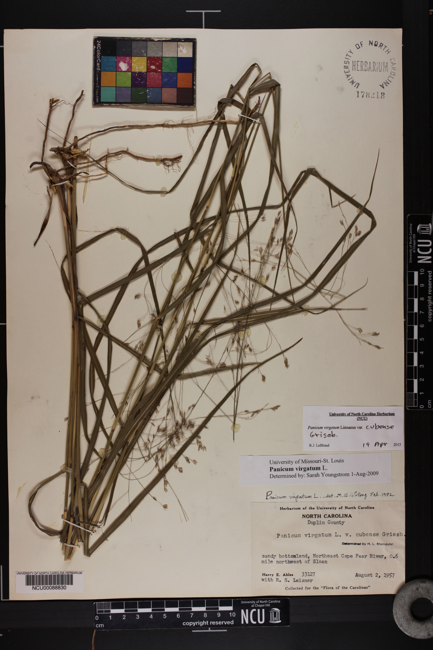 Panicum virgatum var. virgatum image