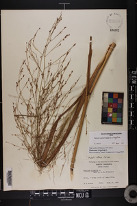 Panicum virgatum var. virgatum image