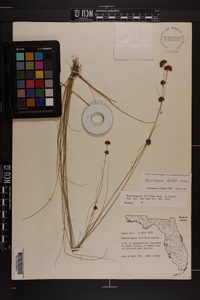 Rhynchospora filifolia image