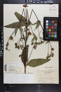 Silphium asteriscus var. trifoliatum image