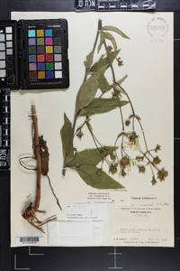 Silphium asteriscus var. trifoliatum image