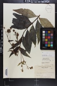 Silphium asteriscus var. trifoliatum image