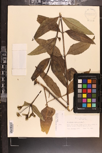 Silphium asteriscus image