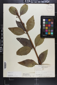 Silphium asteriscus var. trifoliatum image