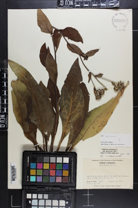 Silphium asteriscus var. dentatum image