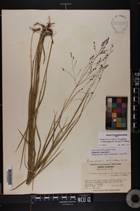 Panicum virgatum var. virgatum image