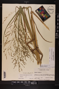 Panicum virgatum var. virgatum image