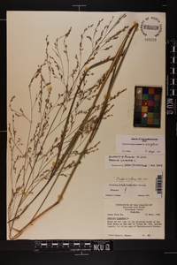 Panicum virgatum var. virgatum image