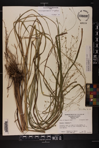 Panicum virgatum var. virgatum image