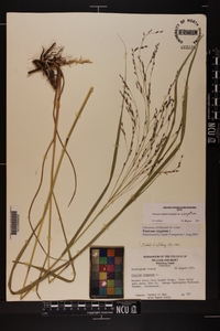 Panicum virgatum var. virgatum image