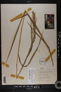 Panicum virgatum var. virgatum image