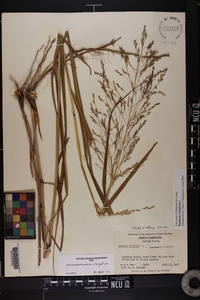 Panicum virgatum var. virgatum image