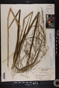 Panicum virgatum var. virgatum image