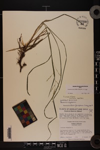 Coleataenia anceps subsp. anceps image