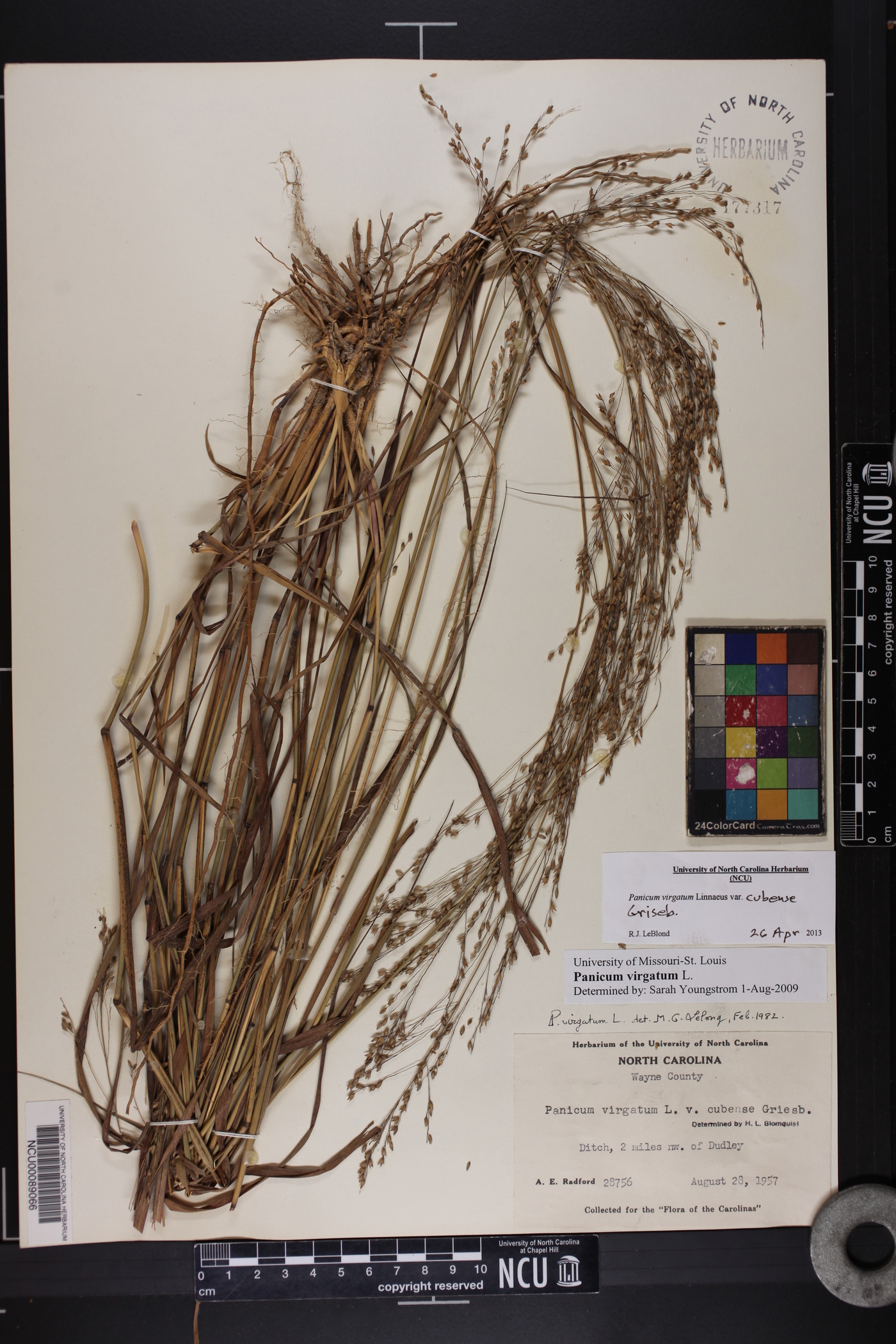 Panicum virgatum var. virgatum image