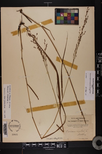 Panicum virgatum var. virgatum image