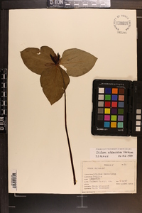 Trillium stamineum image