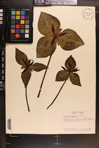 Trillium stamineum image