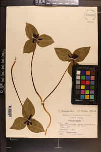 Trillium stamineum image