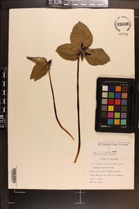 Trillium stamineum image