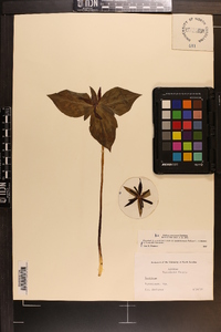 Trillium stamineum image