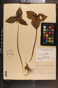 Trillium stamineum image