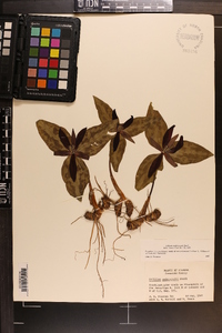 Trillium underwoodii image