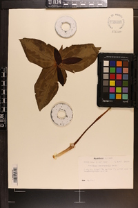 Trillium underwoodii image