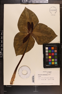 Trillium underwoodii image