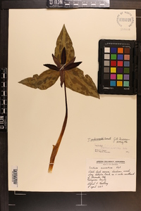 Trillium underwoodii image