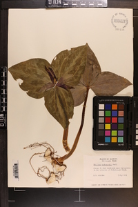 Trillium underwoodii image