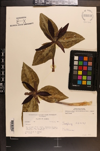 Trillium underwoodii image