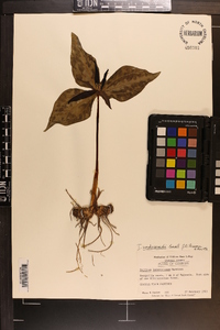 Trillium underwoodii image