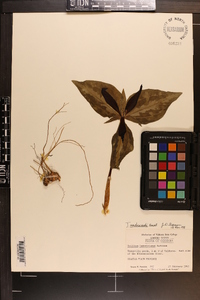 Trillium underwoodii image