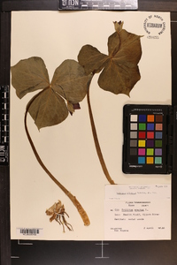 Trillium sulcatum image