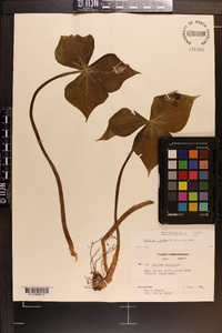 Trillium sulcatum image